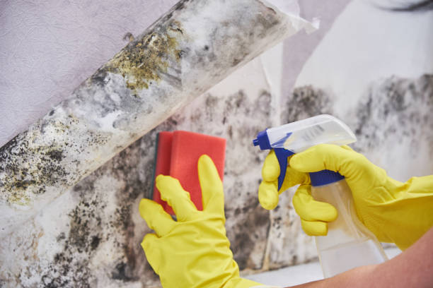 Trusted Seat Pleasant, MD Mold Removal & Remediation Experts